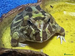 Frog reptiles Packman Frog - Advert 1