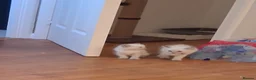 Ragdoll cats for sale: Beautiful Ragdoll Kittens - Advert 3