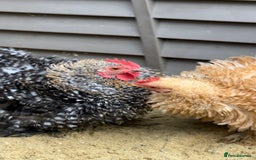 Chickens poultry for sale: Laying pekin bantam  in Ware - Image 3