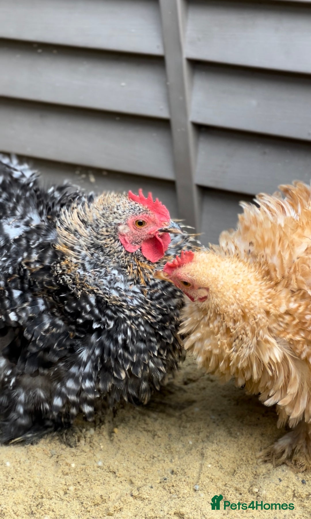 Chickens poultry for sale: Laying pekin bantam  in Ware - Image 3
