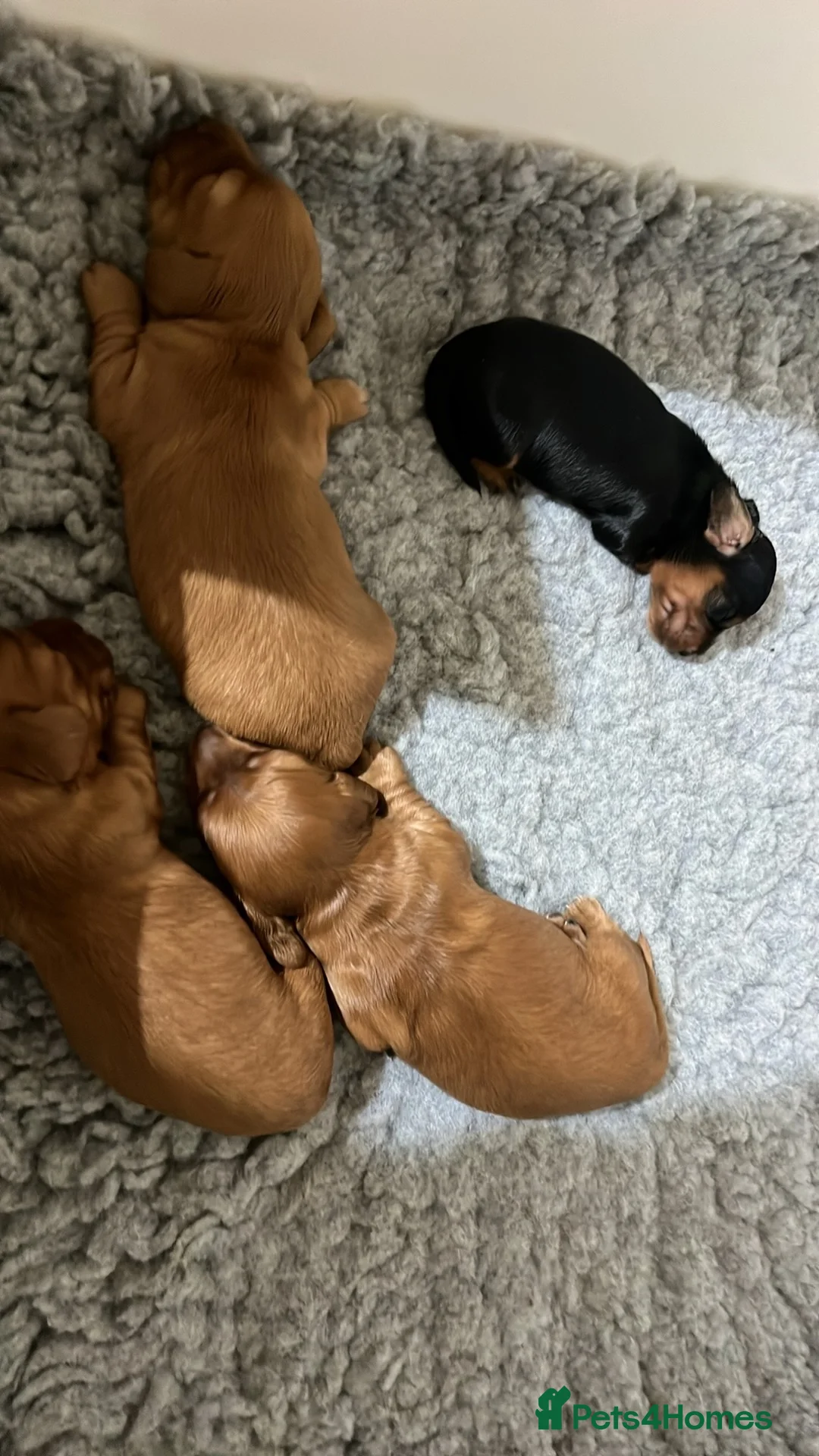 Miniature Dachshund dogs for sale: KC Registered Mini Long Haired Dachshund Pups - Advert 11