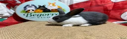 Dutch rabbits for sale: Gorgeous Dutch Rabbits  - Advert 6