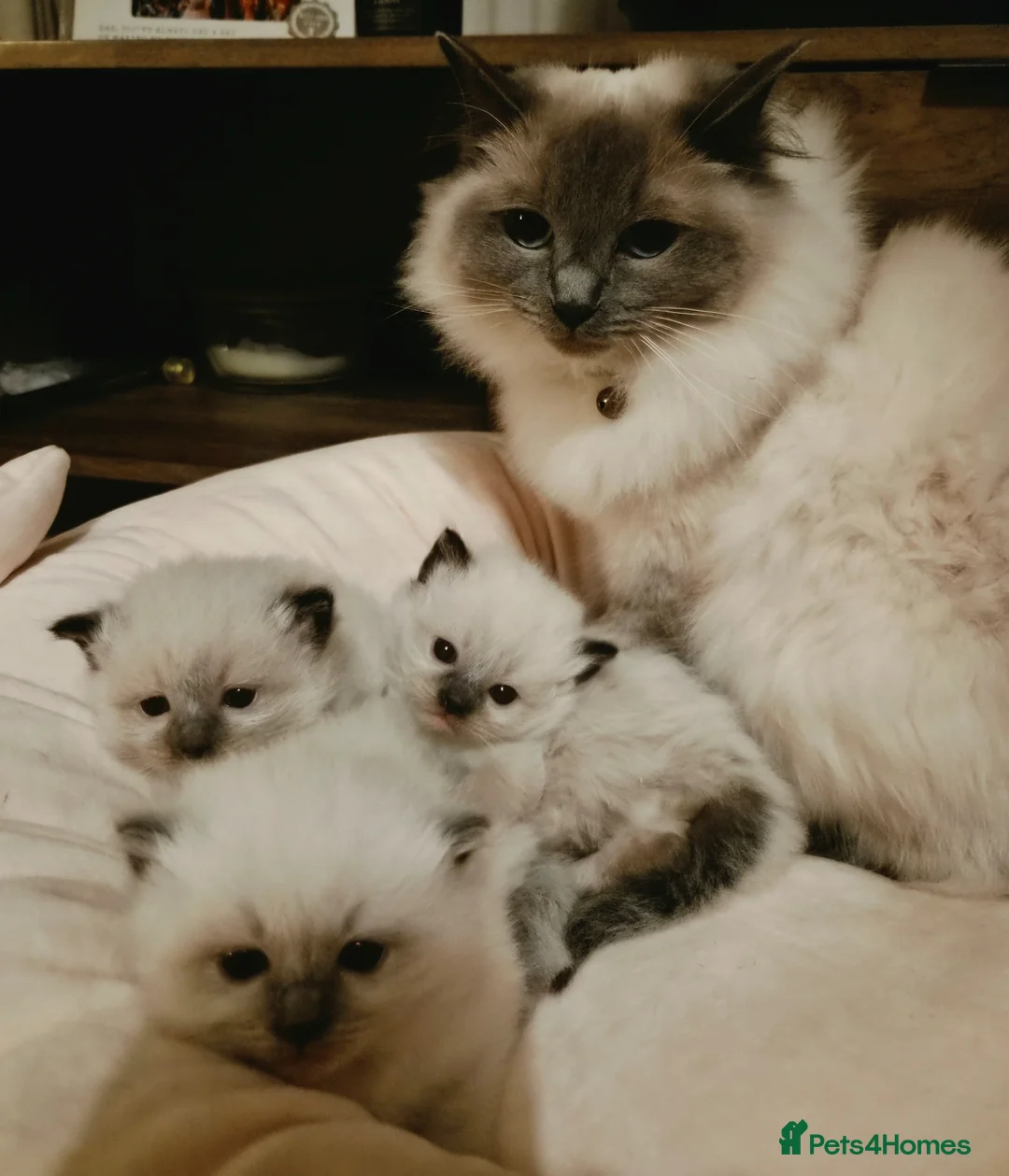 Ragdoll cats for sale: 🩷💙🩷 Ragdoll Kittens 🩷💙🩷 in Halifax - Advert 1