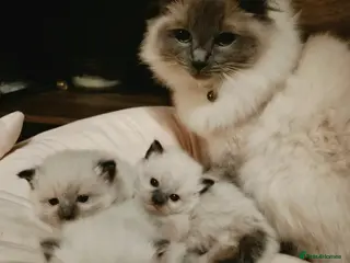 Ragdoll cats 🩷💙🩷 Ragdoll Kittens 🩷💙🩷 - Advert 4