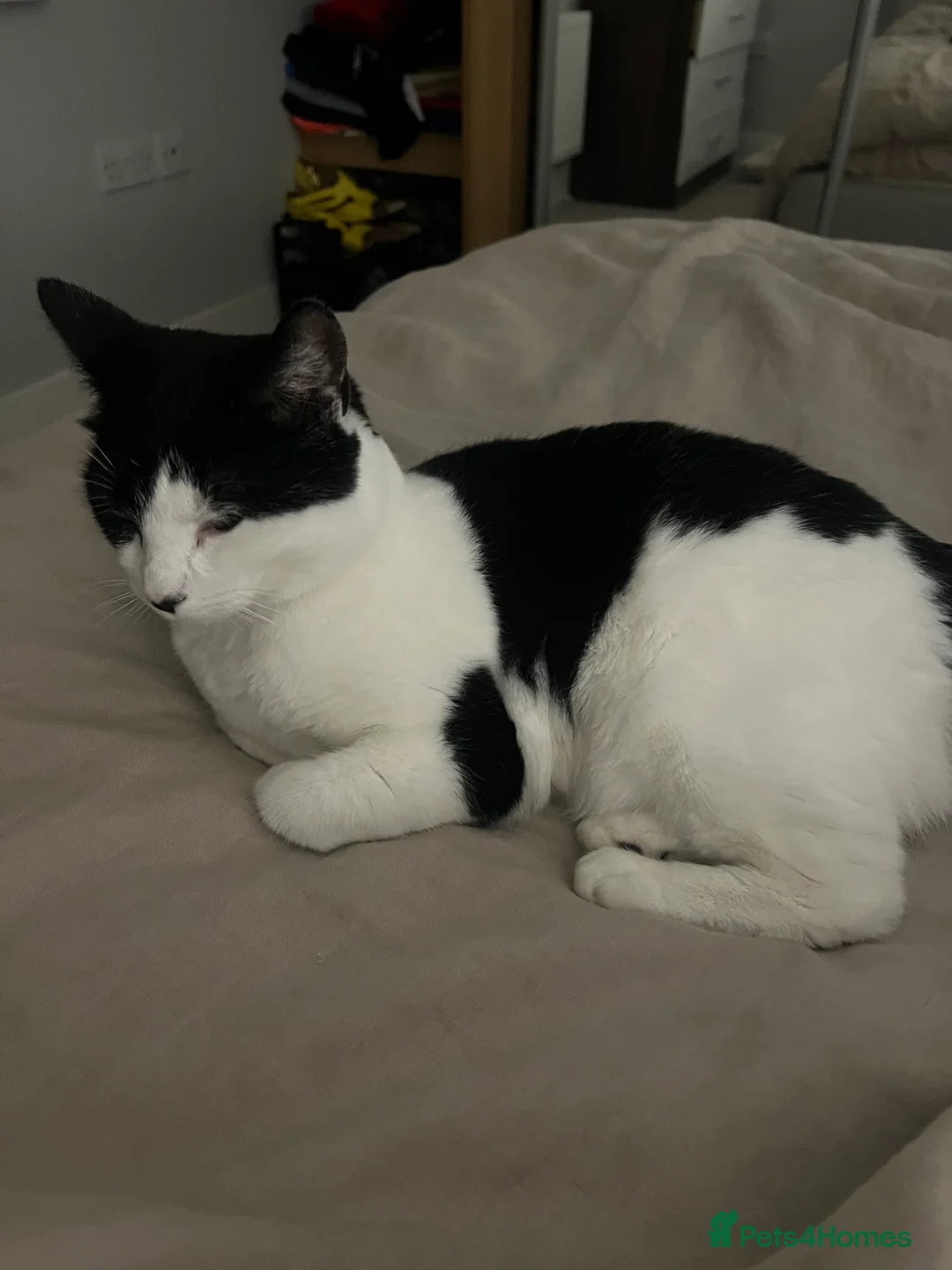 Mixed Breed cats for sale: 2.5 years old female cat available from Sevenoaks - Advert 2