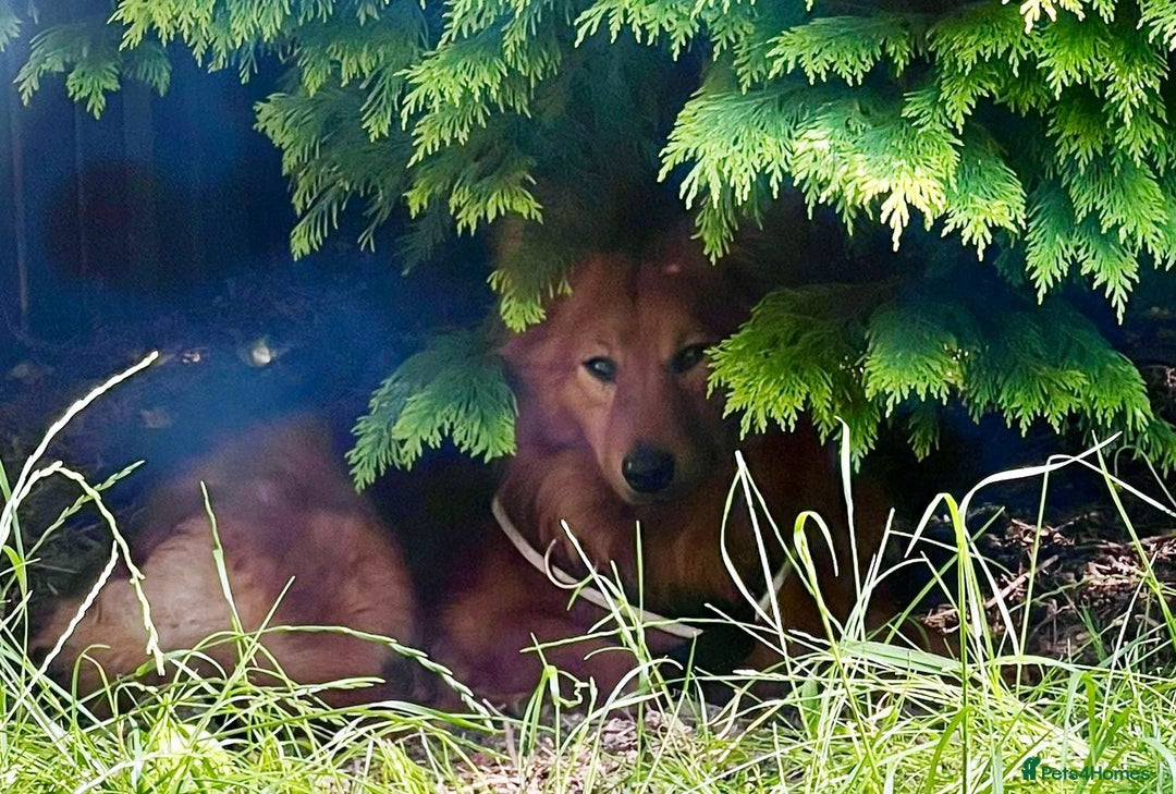 Mixed Breed dogs for adoption: MONTY – an example of Resilience and Devotion - Advert 26