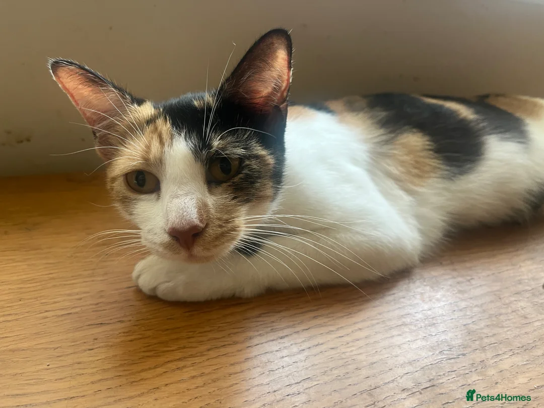 Mixed Breed cats for sale: Gorgeous kittens - Advert 11