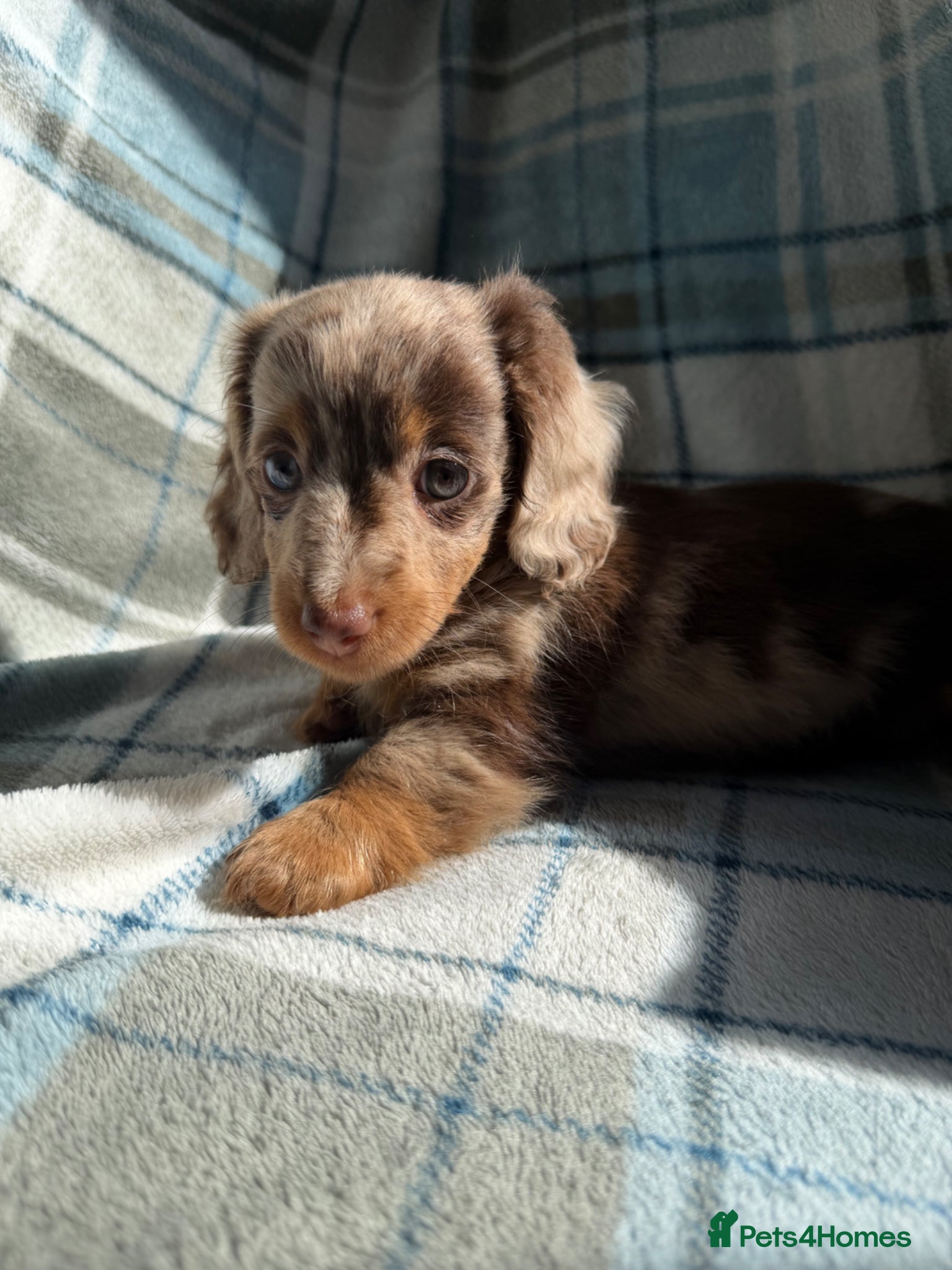 Dachshund dogs for sale: Miniature Dachshund Puppies  - Advert 23