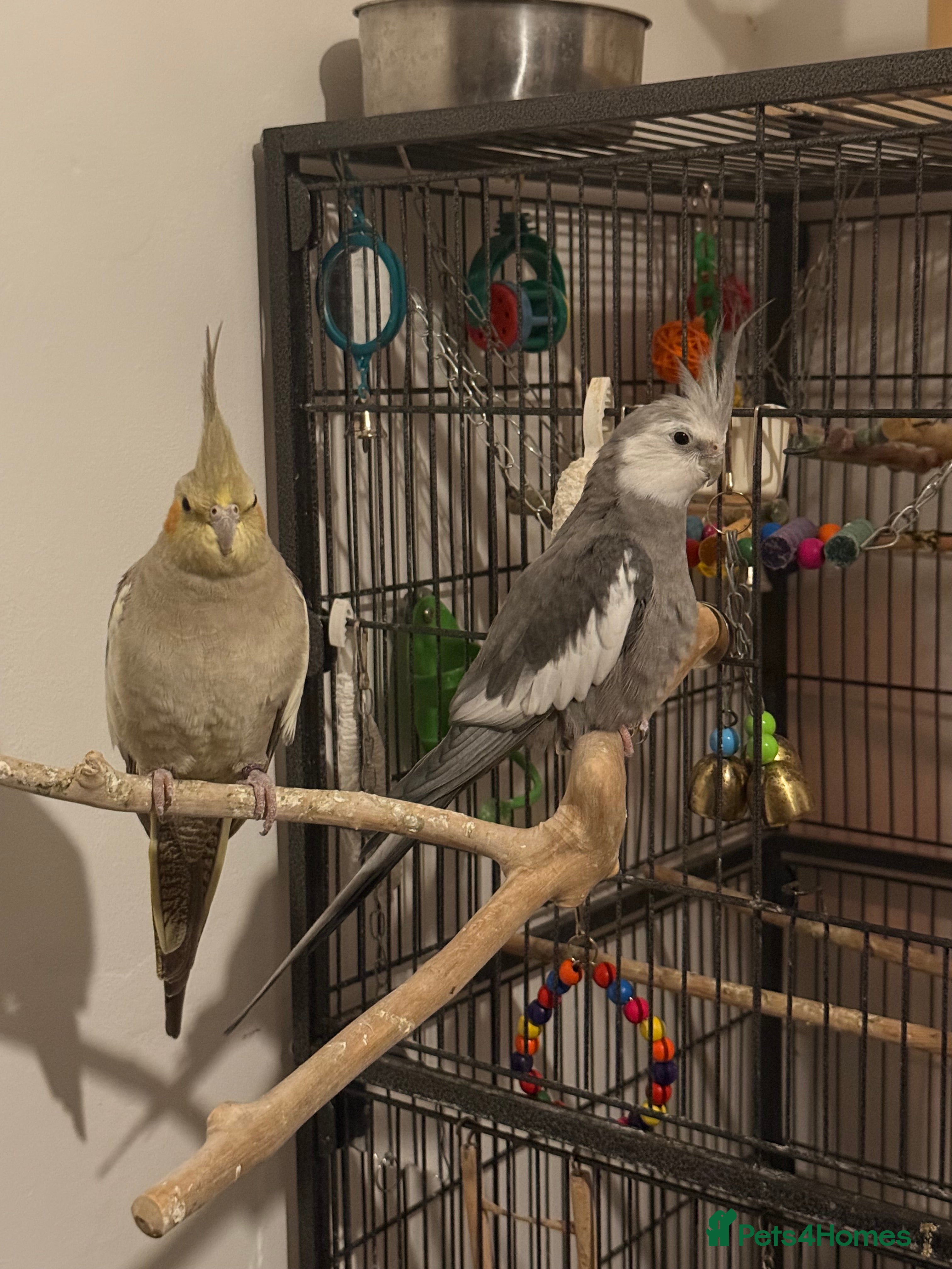 Cockatiels birds 3 Hand tamed Cockatiels + Big Cage + All toys+Eggs - Advert 1