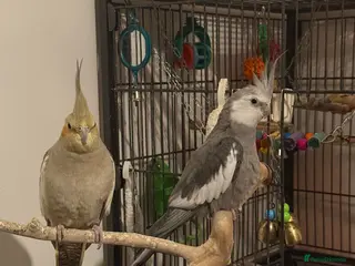 Cockatiels birds 3 Hand tamed Cockatiels + Big Cage + All toys+Eggs - Advert 16