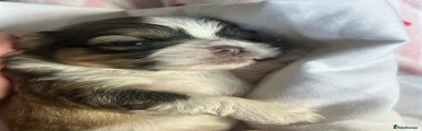 Shih Tzu 4