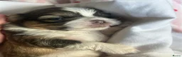 Shih Tzu dogs for sale: Shih Tzu puppies  - Advert 6