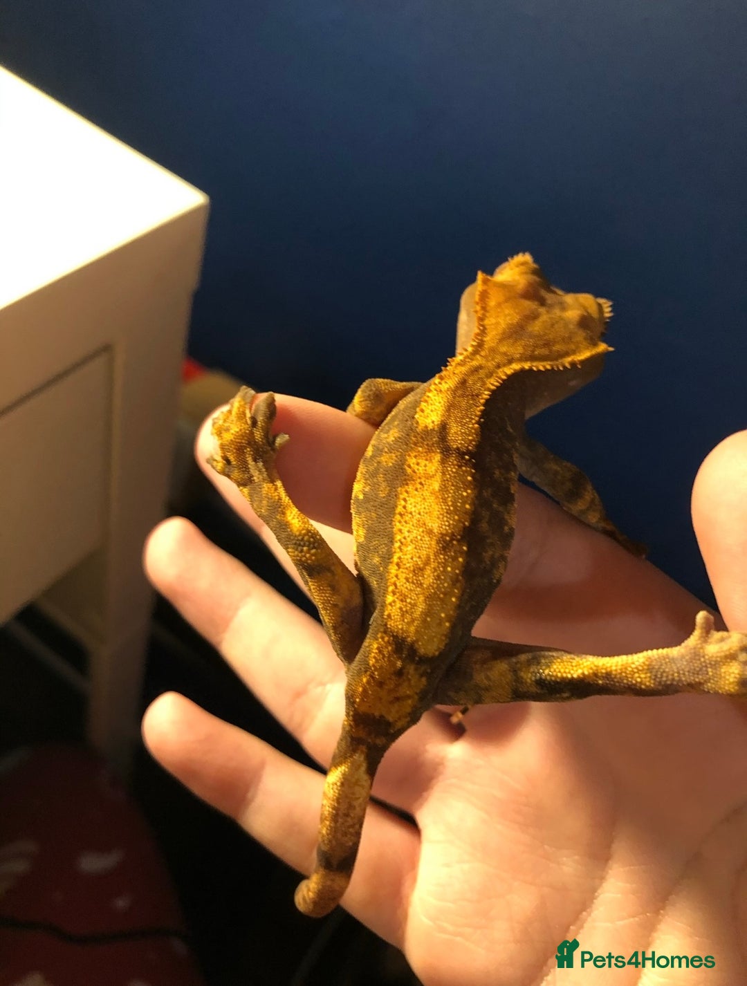Gecko reptiles for sale: 5 Year Old Crested Gecko + Full Setup & Food - Image 3
