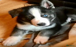 Siberian Husky dogs for sale: Demon - Image 10