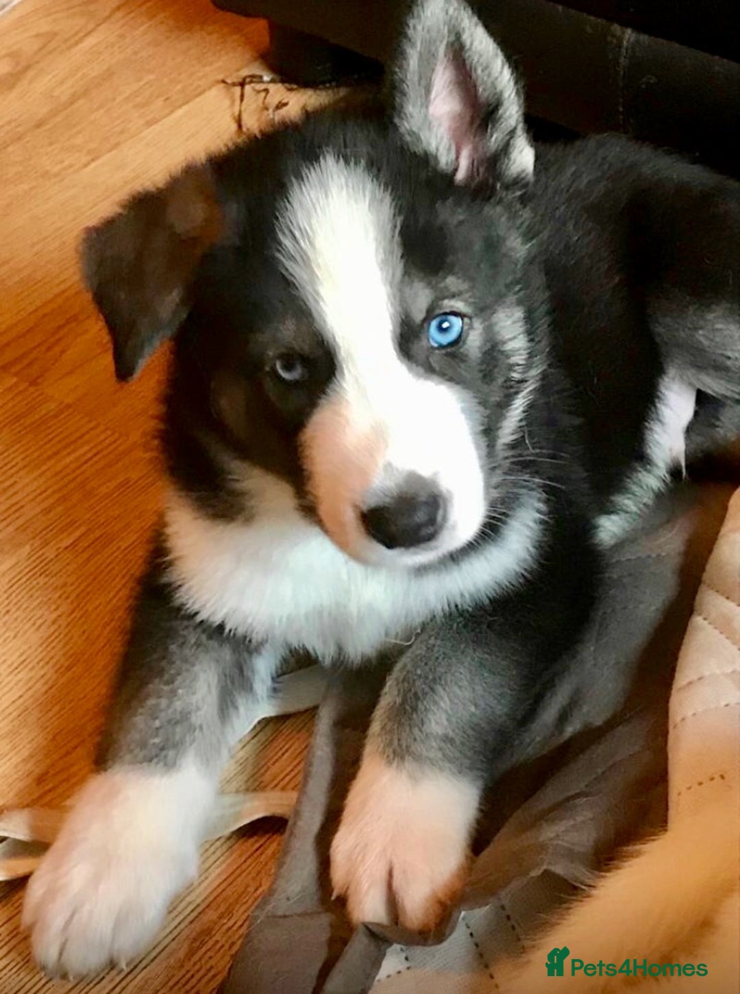Siberian Husky dogs for sale: Demon - Image 10