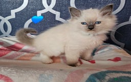 Ragdoll cats for sale: 🏆 CHAMPION FATHER 🏆GCCF REGISTERED KITTENS  - Image 14