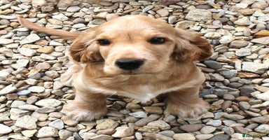 Cocker Spaniel dogs - Advert 7