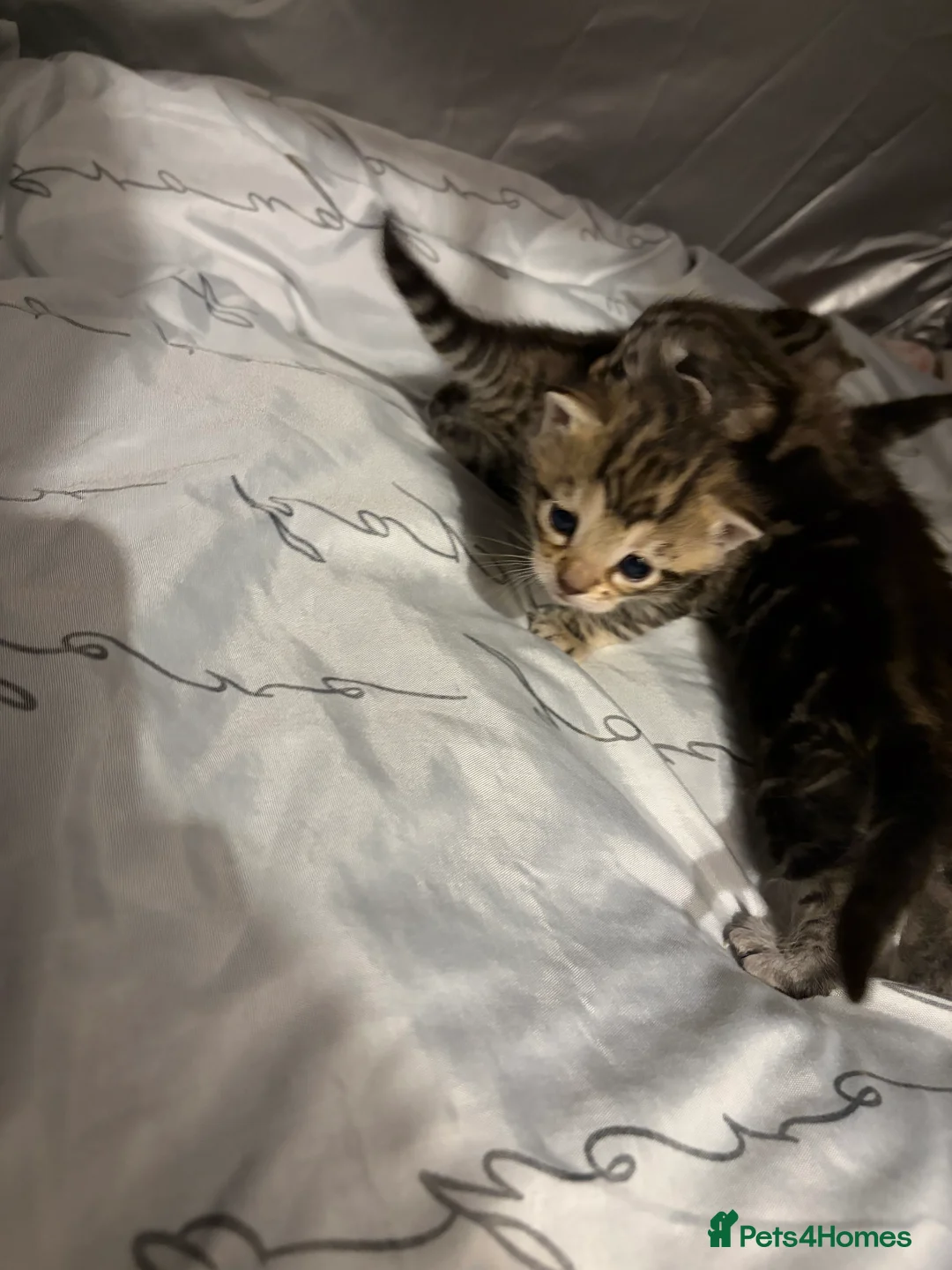 Bengal cats for sale: 3 beautiful kittens  - Advert 11