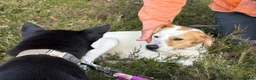 Mixed Breed dogs for adoption: Evie - Milton Keynes  in Milton Keynes - Advert 6