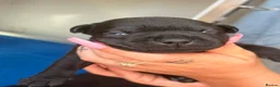 Staffordshire Bull Terrier dogs for sale: Champion Staffordshire bullterrier puppies - Advert 26