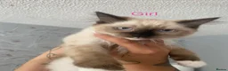 Ragdoll cats for sale: Ragdoll Kittens - Advert 9