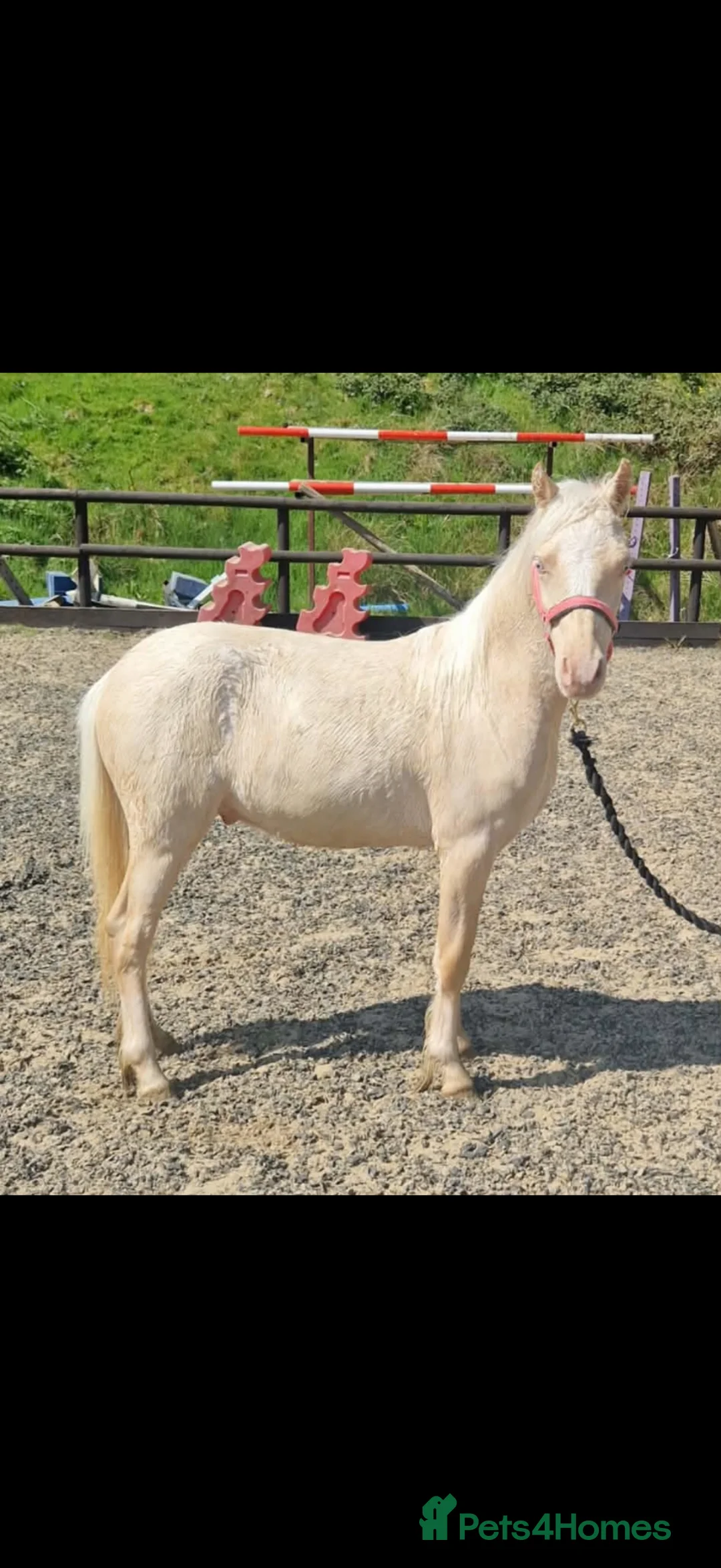 Welsh Section B horses for sale: Prince - A handsome boy looking for a family  - Advert 2