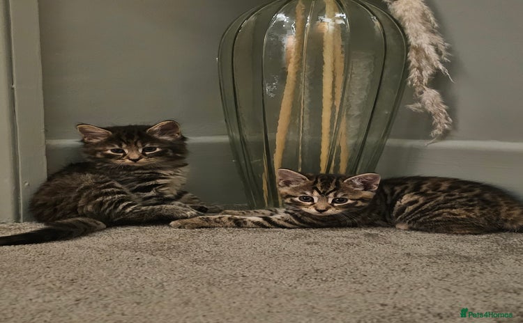 Mixed Breed cats - Advert 4