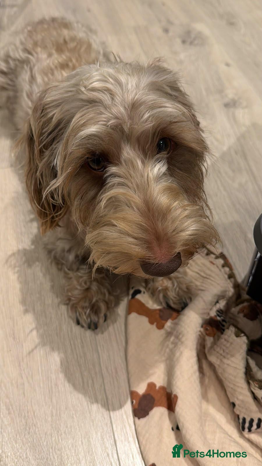 Dachshund dogs seeking a loving, experienced home - Advert 1