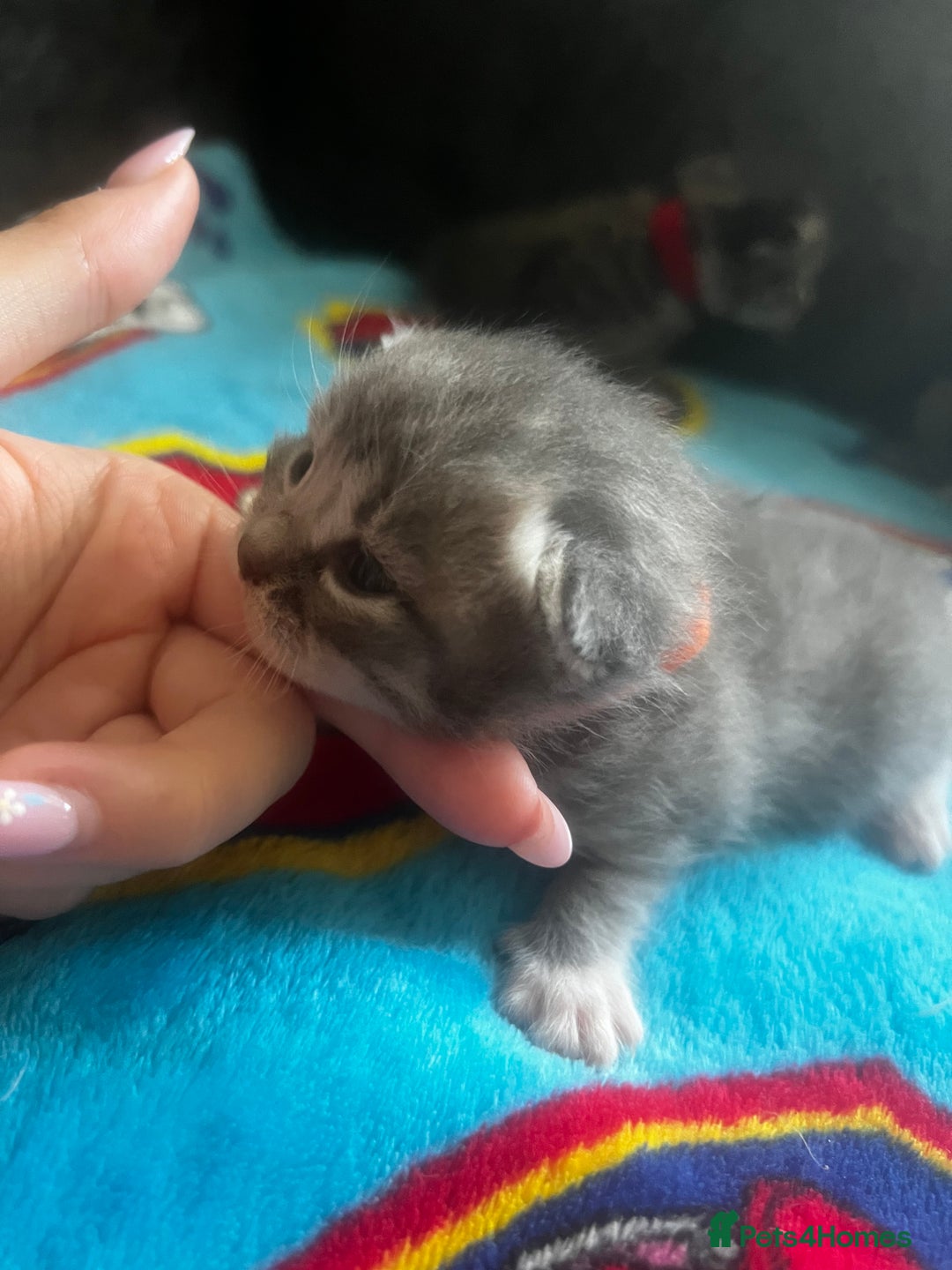 Persian cats for sale: Persian kittens  - Image 11
