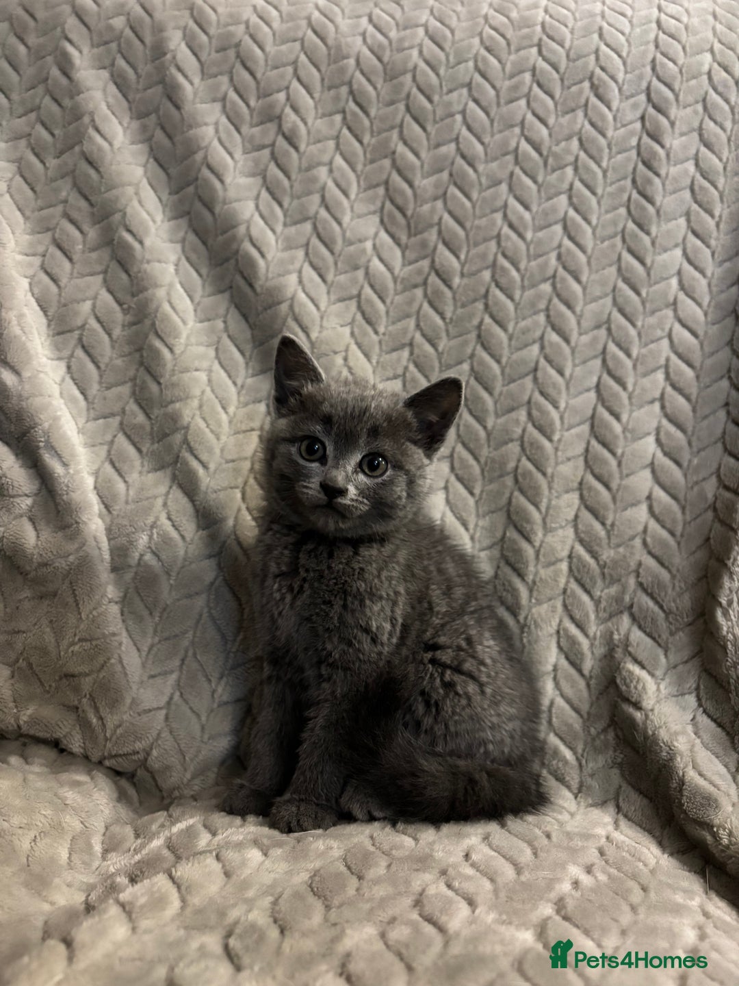 Mixed Breed cats for sale: Grey kittens  - Image 2