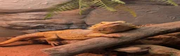 Bearded Dragon reptiles for sale: 3 year old male bearded dragon - Advert 6