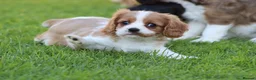 Mixed Breed dogs for sale: Playful Pugalier puppies for sale!  - Advert 19