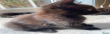 Mixed Breed Kitten 7