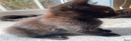 Mixed Breed cats for sale: 7 lovely kittens 4 chaps and 3 ladies - Advert 15