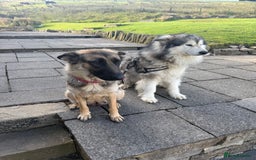 Mixed Breed dogs for sale: Alaskan Malamute x German Shepard Cross puppies - Image 14