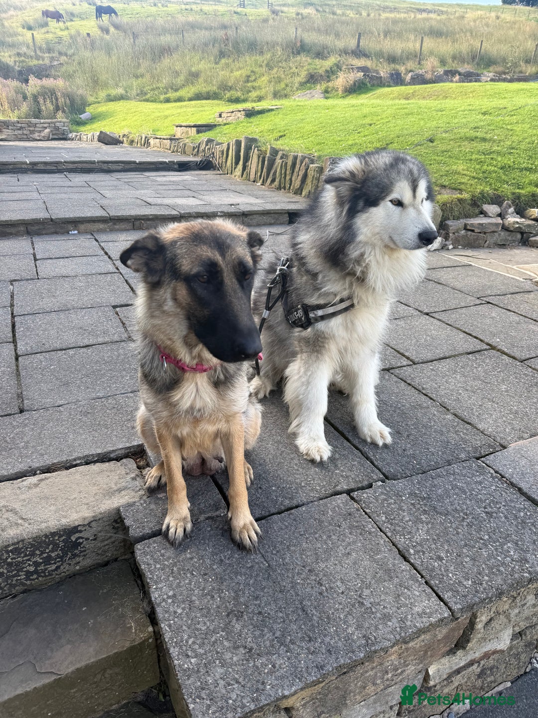 Mixed Breed dogs for sale: Alaskan Malamute x German Shepard Cross puppies - Image 14