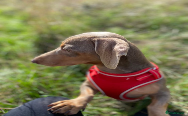 Dachshund dogs - Advert 1