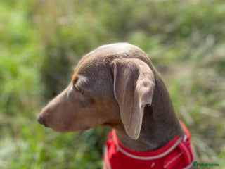 Dachshund dogs - Advert 15