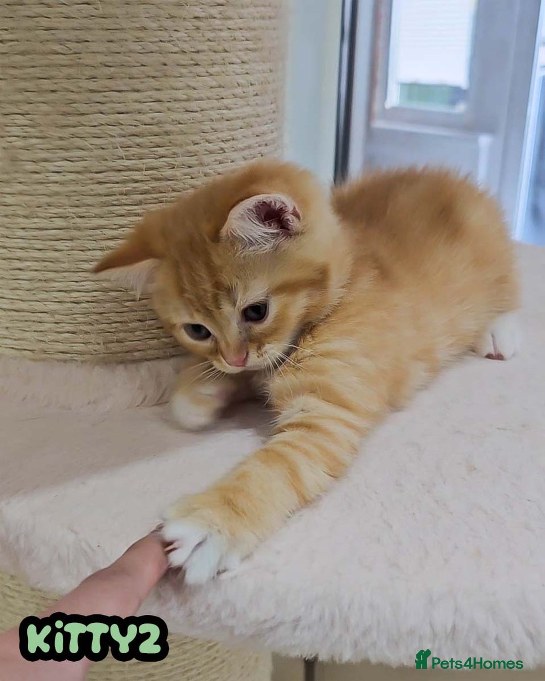 British Shorthair cats for sale: Adorable Kittens Ready For Reservation  - Image 20