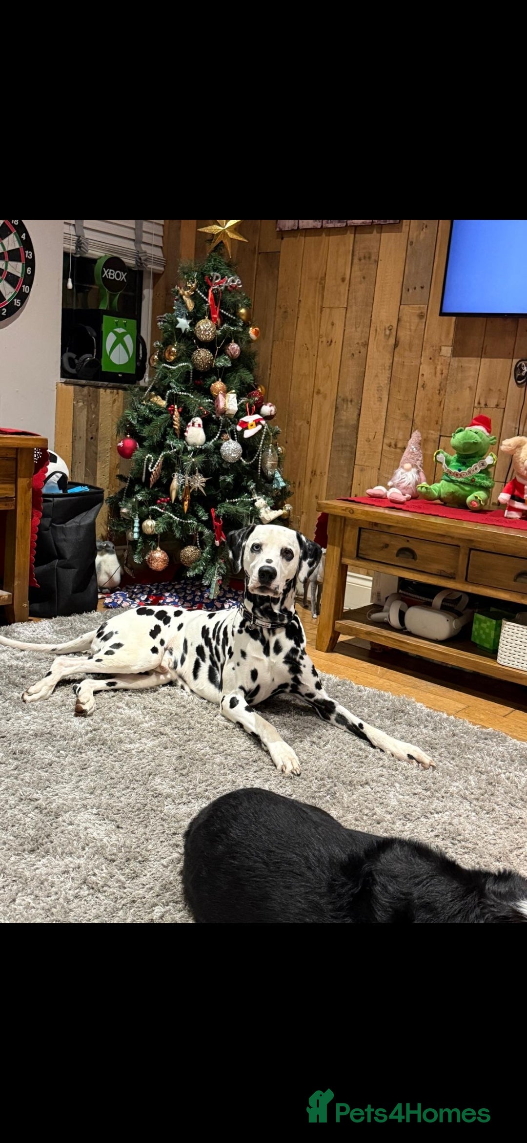 Dalmatian dogs 100% track record stunning dalmation for stud - Advert 3