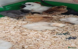 Chickens poultry for sale: Silkie chicks, showgirls and standard - Image 1