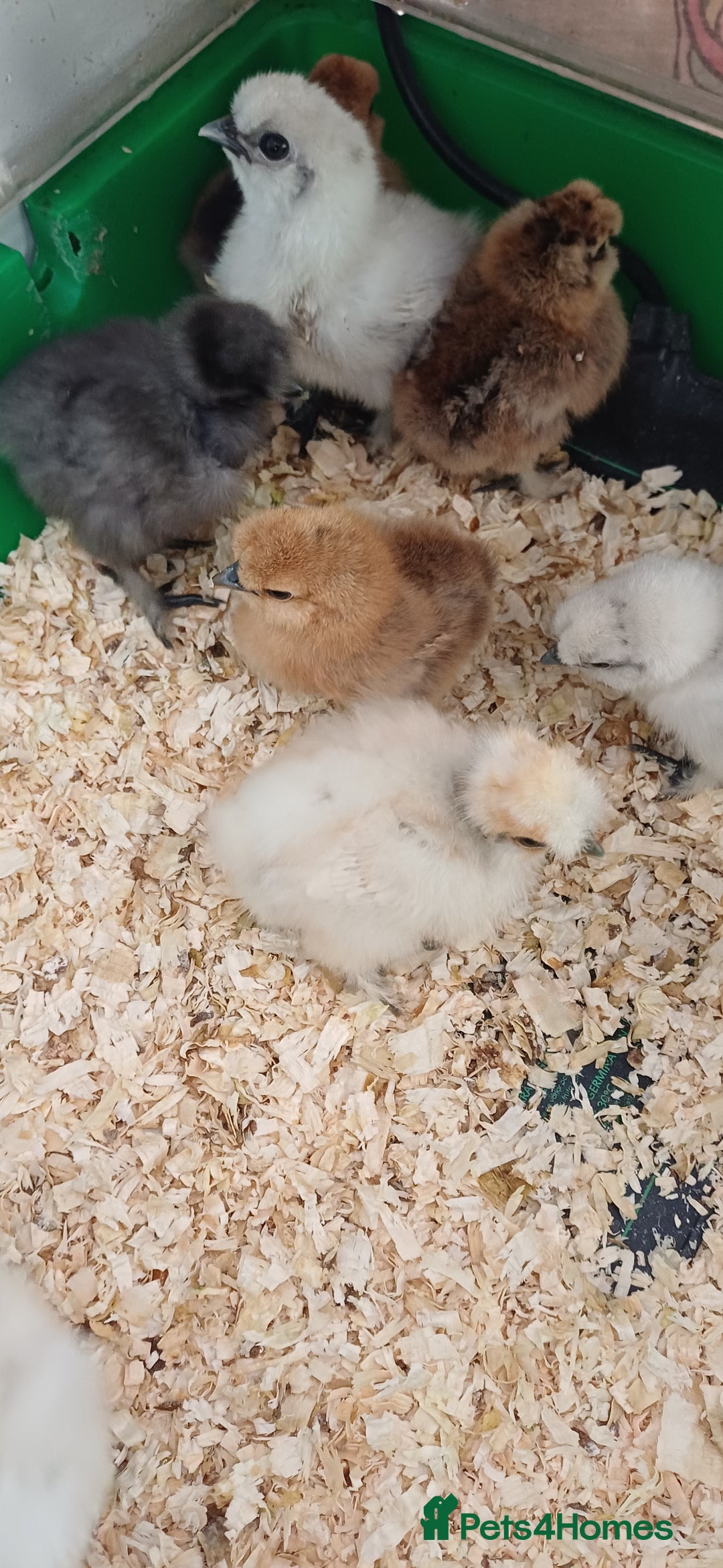 Chickens poultry for sale: Silkie chicks, showgirls and standard - Image 1