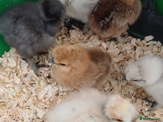 Chickens poultry - Advert 2