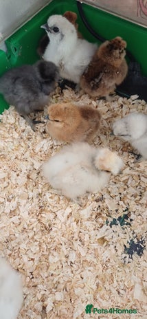 Chickens poultry - Advert 2