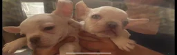French Bulldog dogs for sale: french bulldog puppys - Advert 6