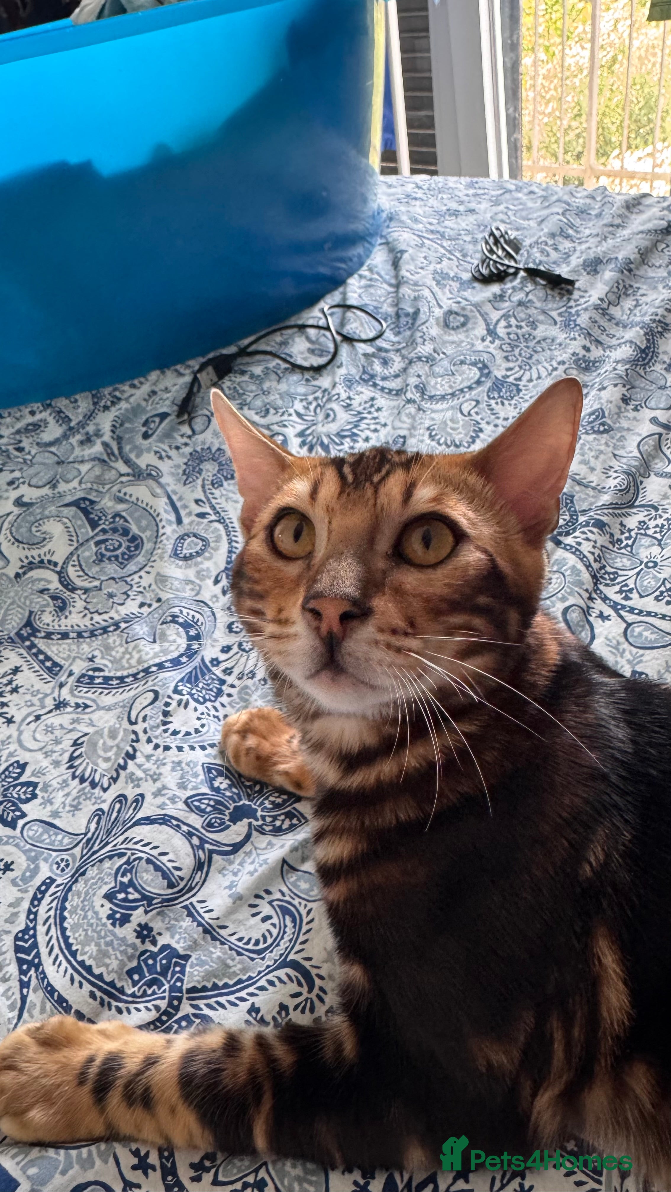 Bengal cats for sale: TICA Bengal cats adorable educated with kid NO UK  in London - Advert 19