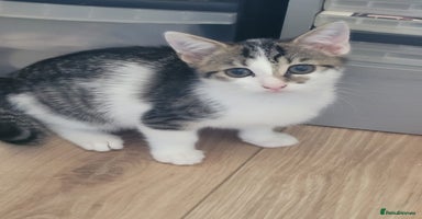 Mixed Breed cats - Advert 9
