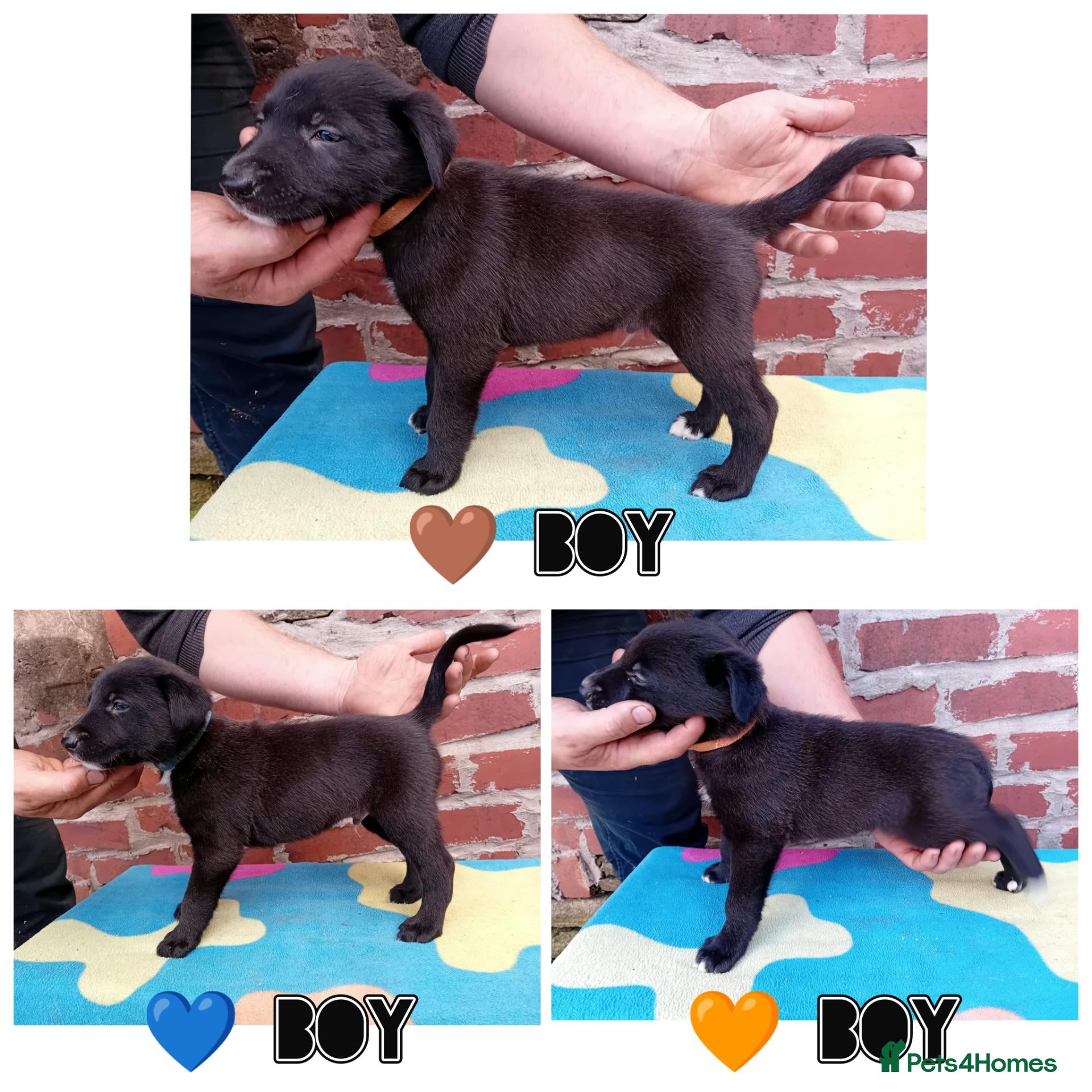 Mixed Breed dogs Lurcher pups (Collie x Whippet) - Advert 19
