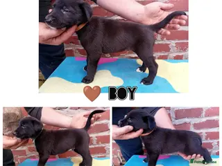 Mixed Breed dogs Lurcher pups (Collie x Whippet) - Advert 9