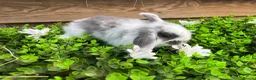 Mini Lop rabbits for sale: Gorgeous pure Mini lops  - Advert 10